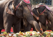 Ringling Brothers and Barnum & Bailey Elephants Enjoy a Hearty Holiday Feast Ringling Brothers | I-4 Exit Guide