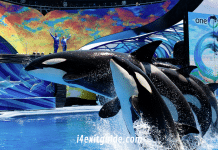 All SeaWorld Parks Now Open and Operating with Enhanced Safety Measures for the 2021 Season Seaworld Orlando - One Ocean | I-4 Exit Guide