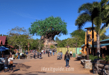 Disney’s Animal Kingdom Honors Two Decades of Wild Encounters With 20th Anniversary Celebration Disney's Animal Kingdom | I-4 Exit Guide