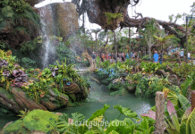 Catch These Special Disney World Experiences Before Time Runs Out Disneyworld - Pandora - World of Avatar
