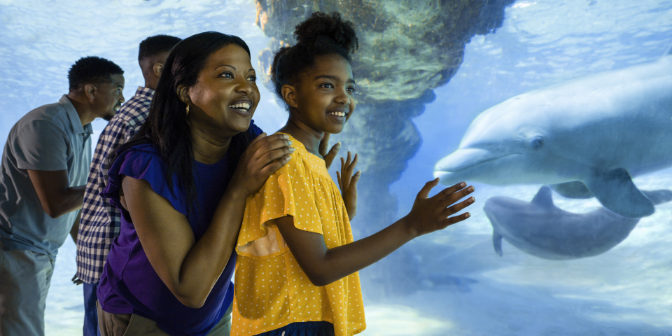 Dolphin Underwater Viewing | Photo Credit: Seaworld Orlando