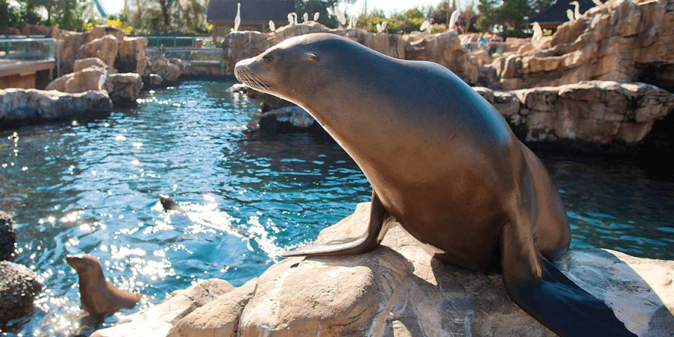 Pacific Point Preserve | Photo Credit: Seaworld Orlando