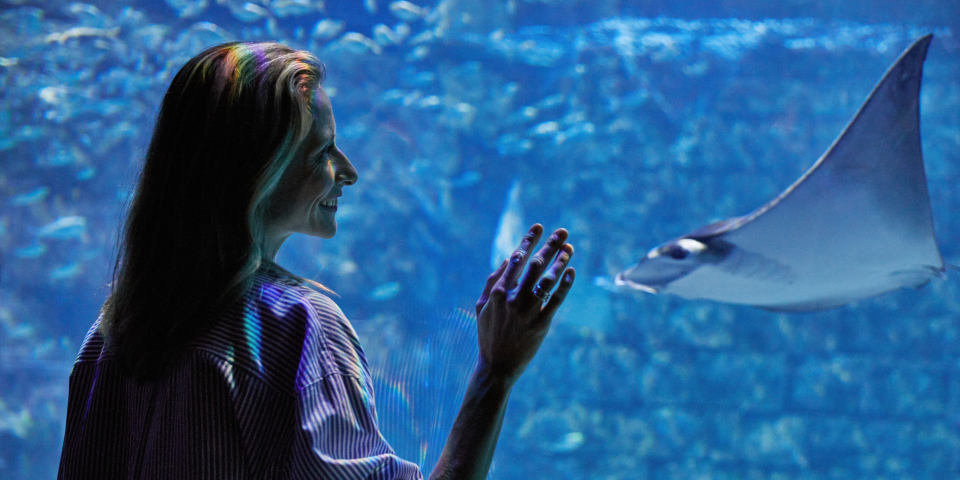 Shark Encounter | Photo Credit: Seaworld Orlando